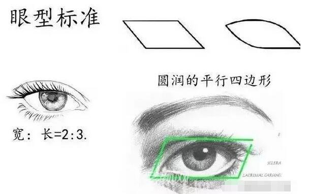 标准的眼型