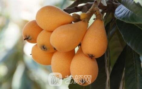 丰胸食物有什么?几款特色美食营造幽美乳房